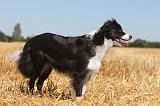 BORDER COLLIE 126